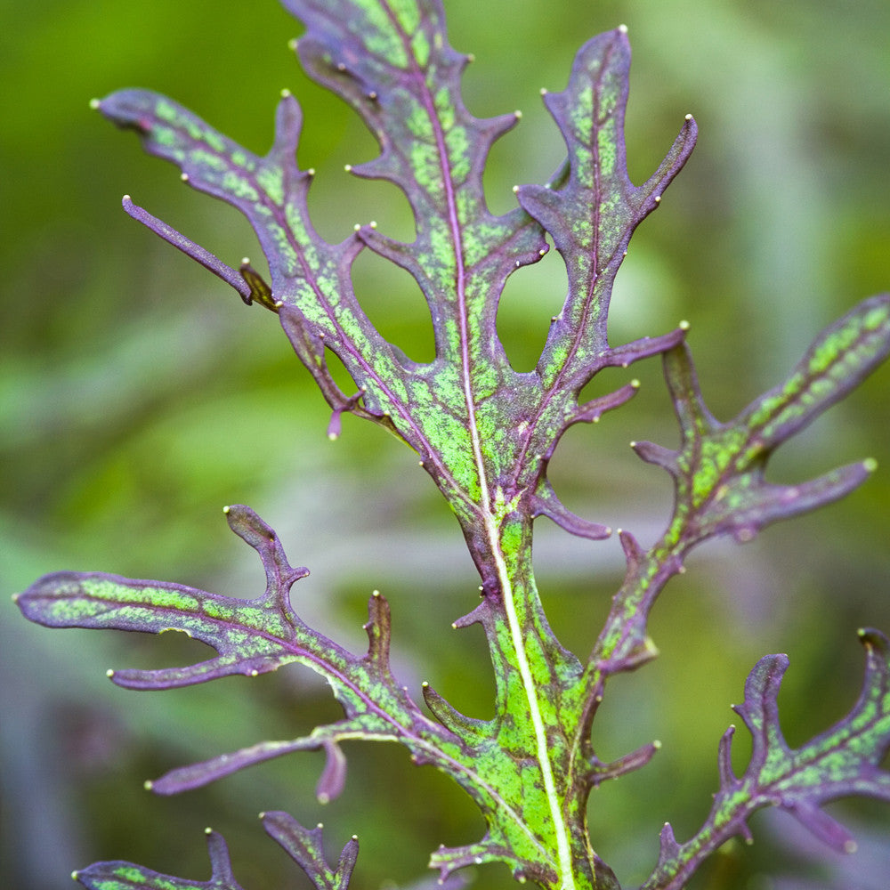 Mustard 'Red Frills'