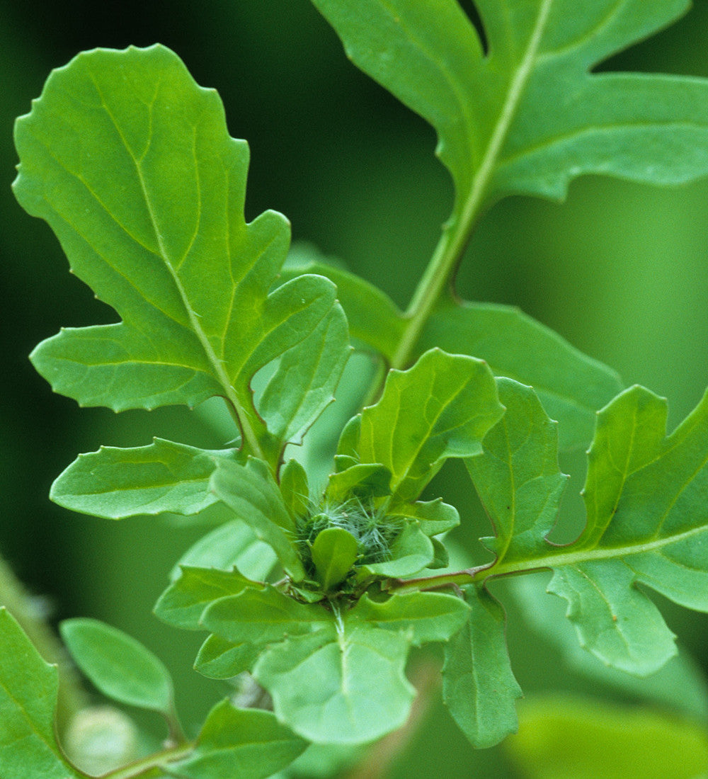 Salad Leaf Autumn & Winter Mix