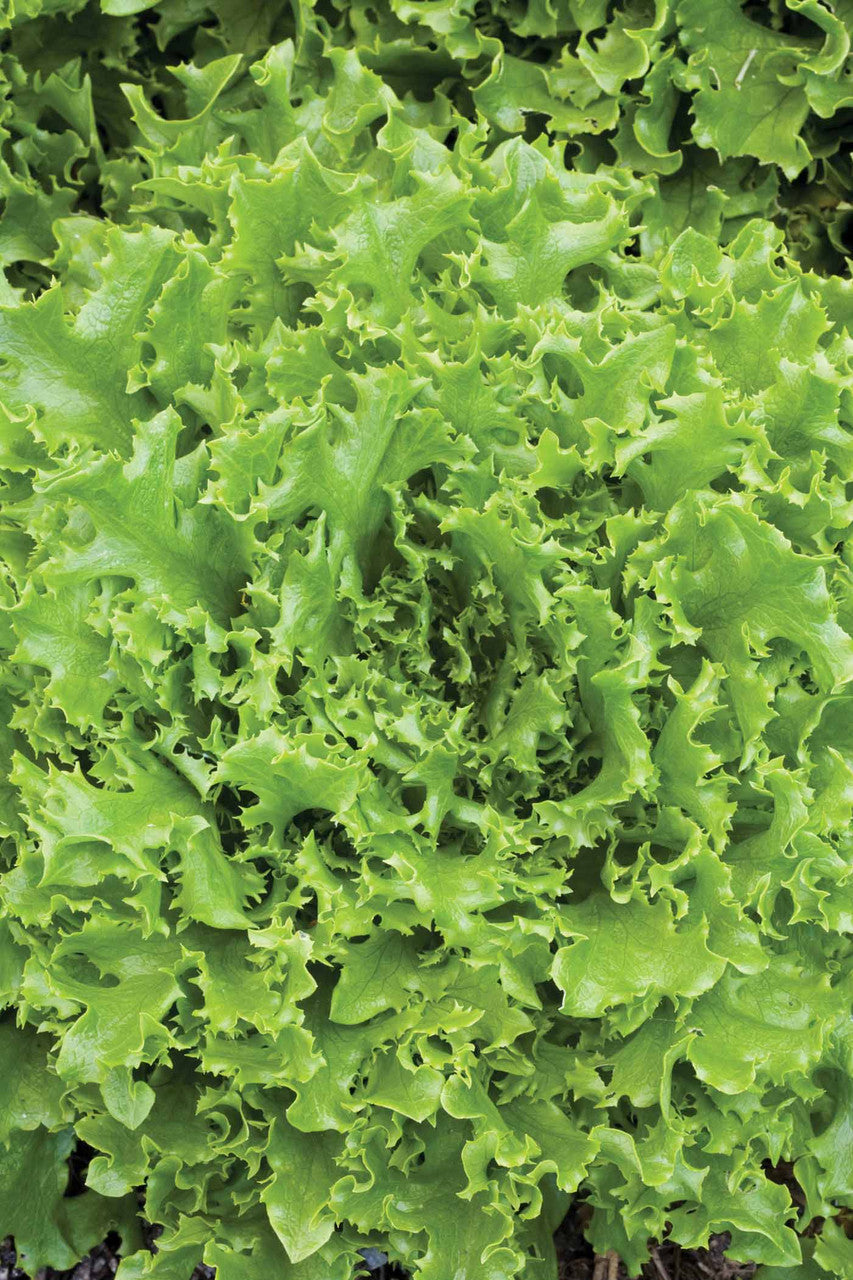 Lettuce Best Winter Mix