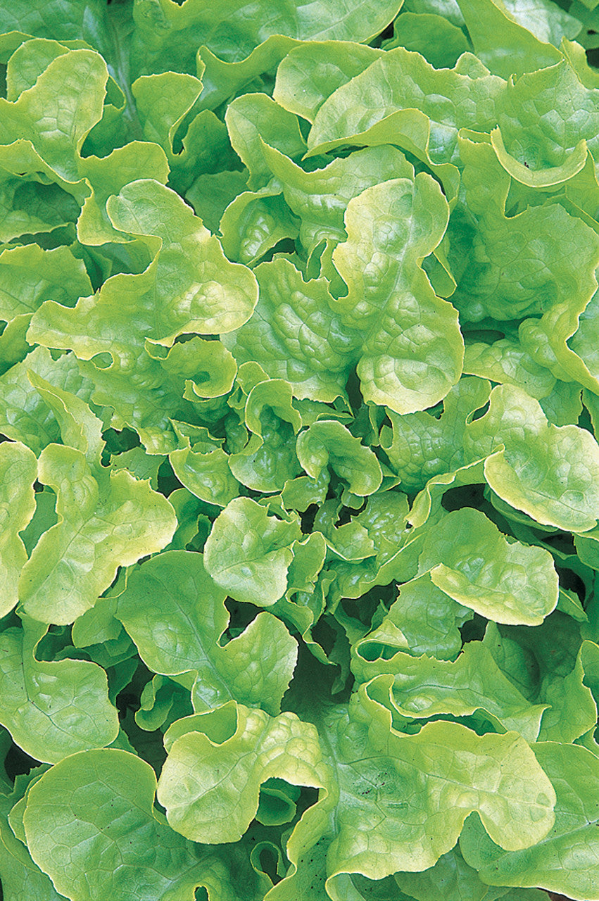 Lettuce 'Salad Bowl'
