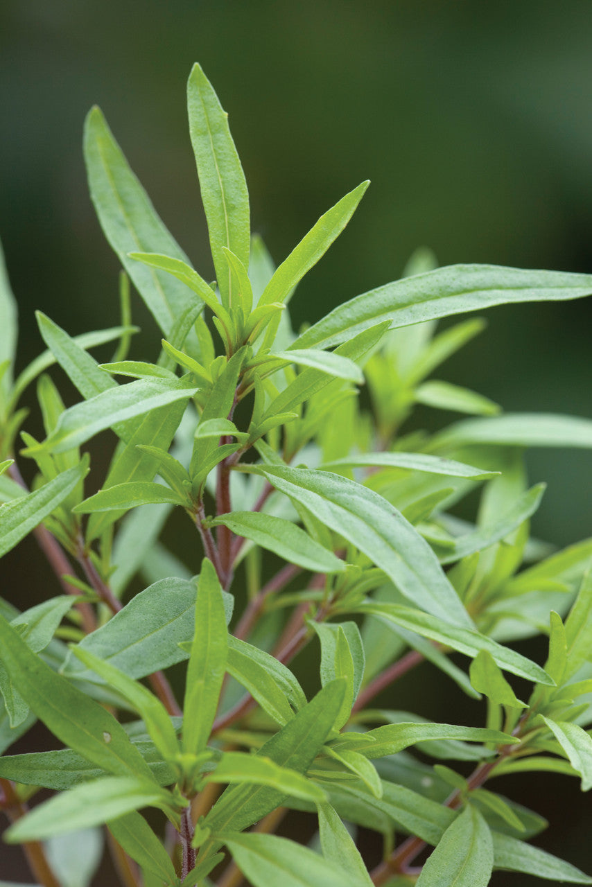 Summer Savory (Satureja hortensis)