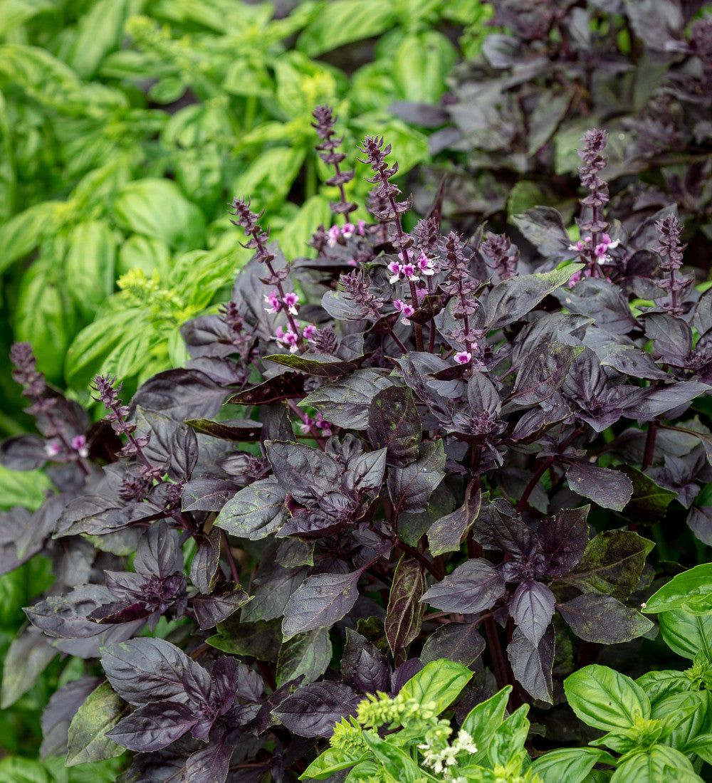 Basil 'Red Boza'