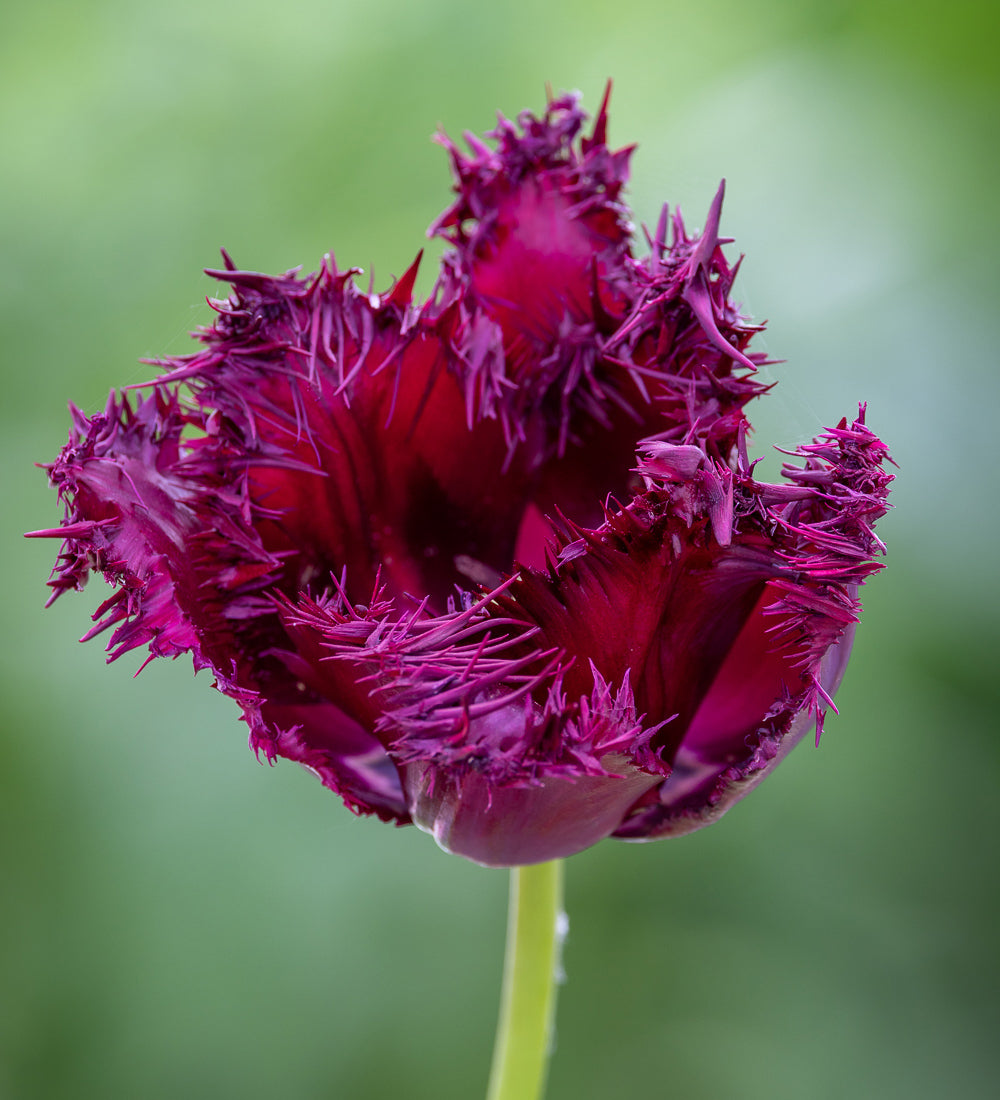 Tulip 'Labrador'