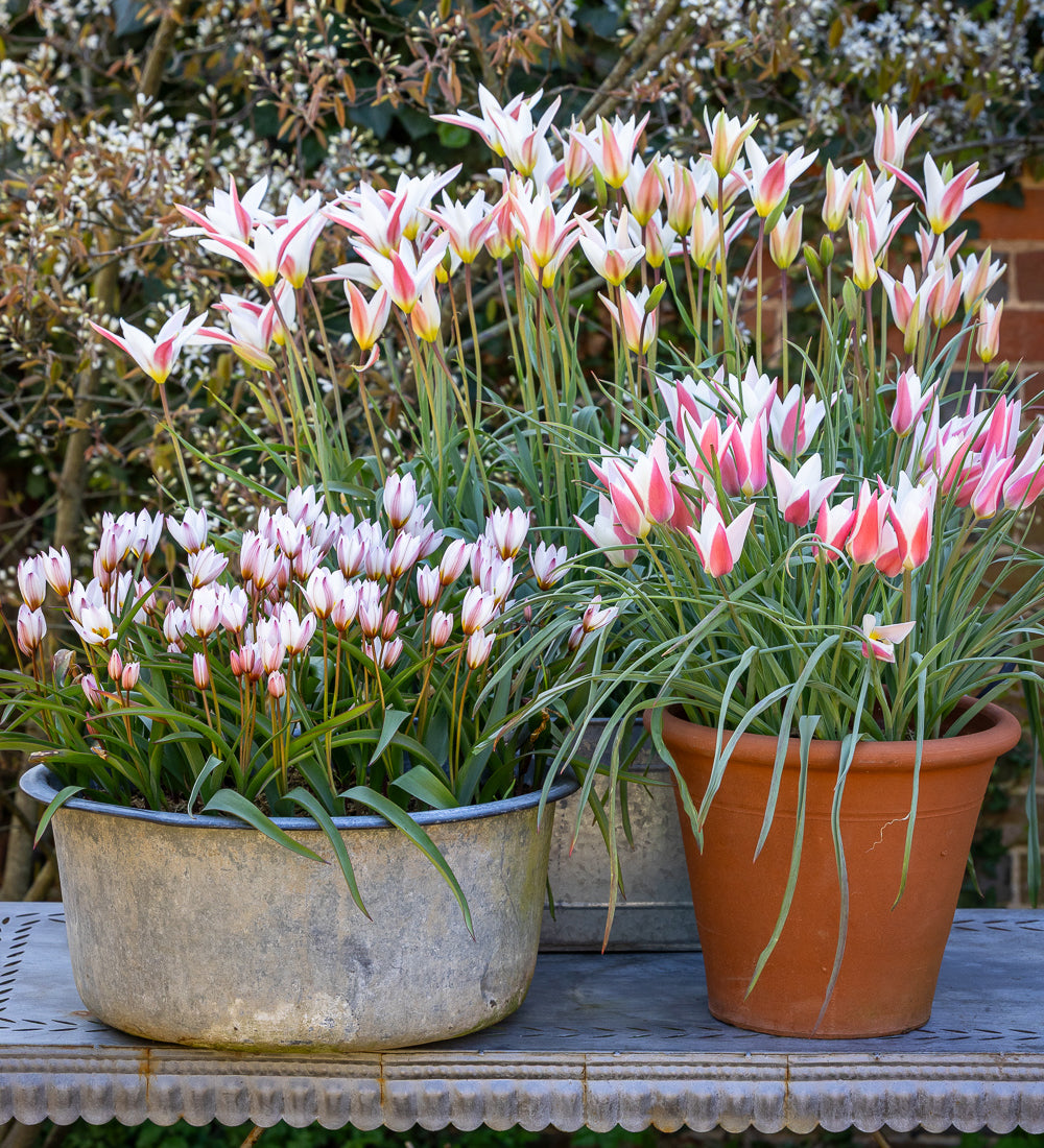 Tiny Dancer Tulip Collection
