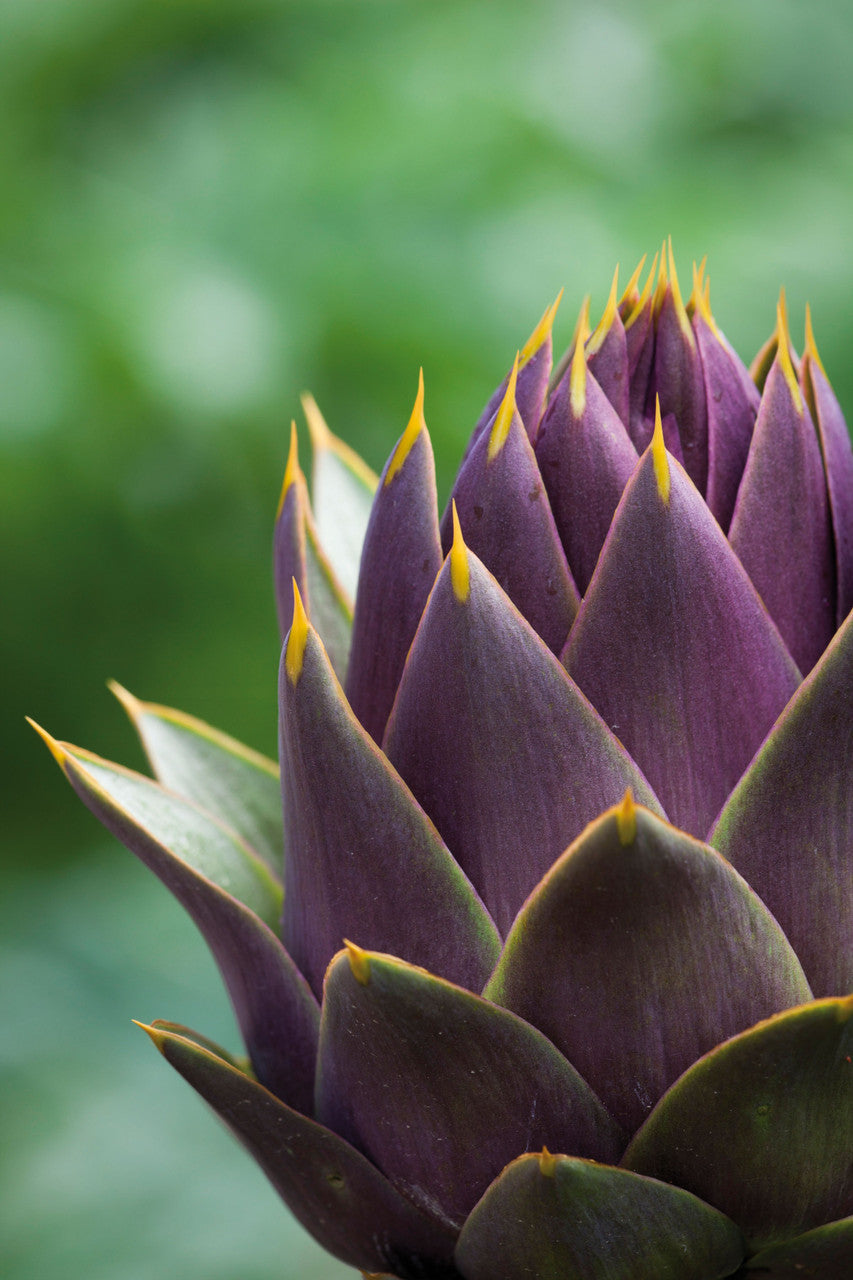 Artichoke 'Violet de Provence'