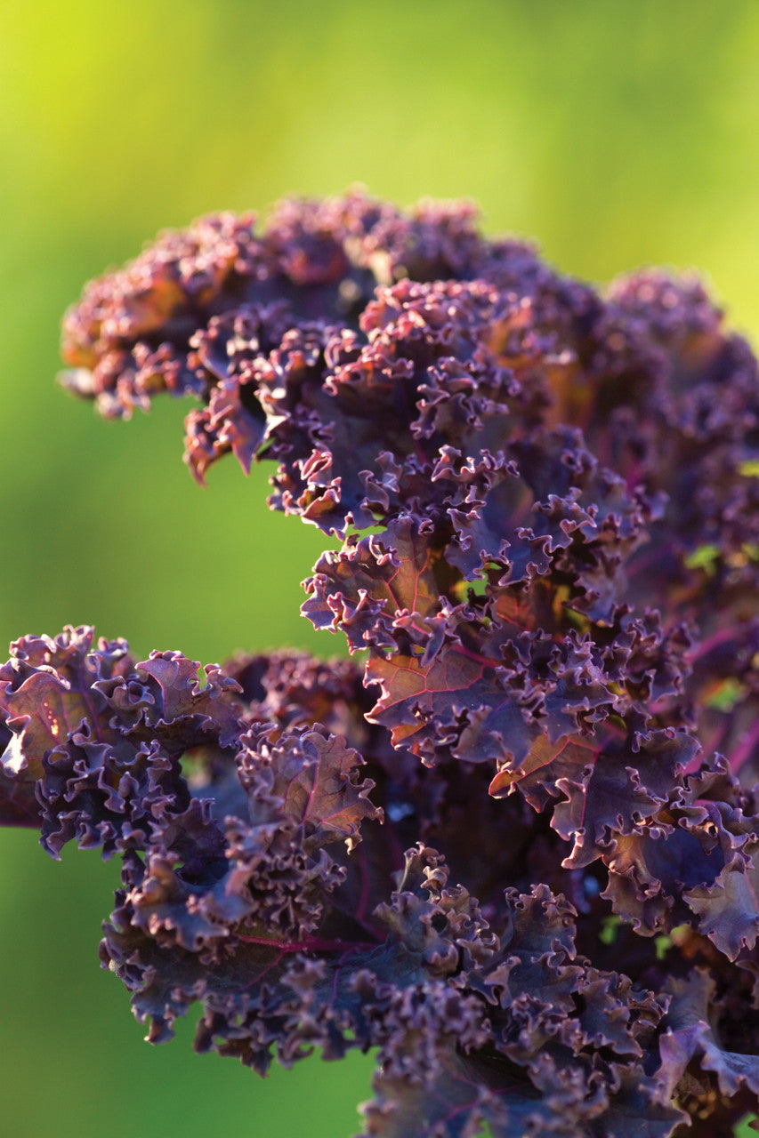 Kale 'Redbor' F1