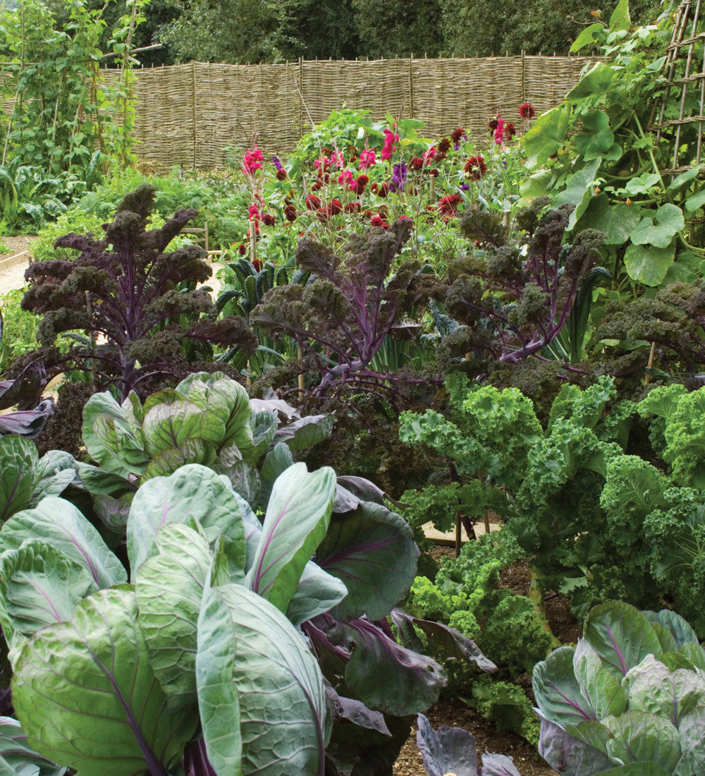 Kale 'Redbor' F1
