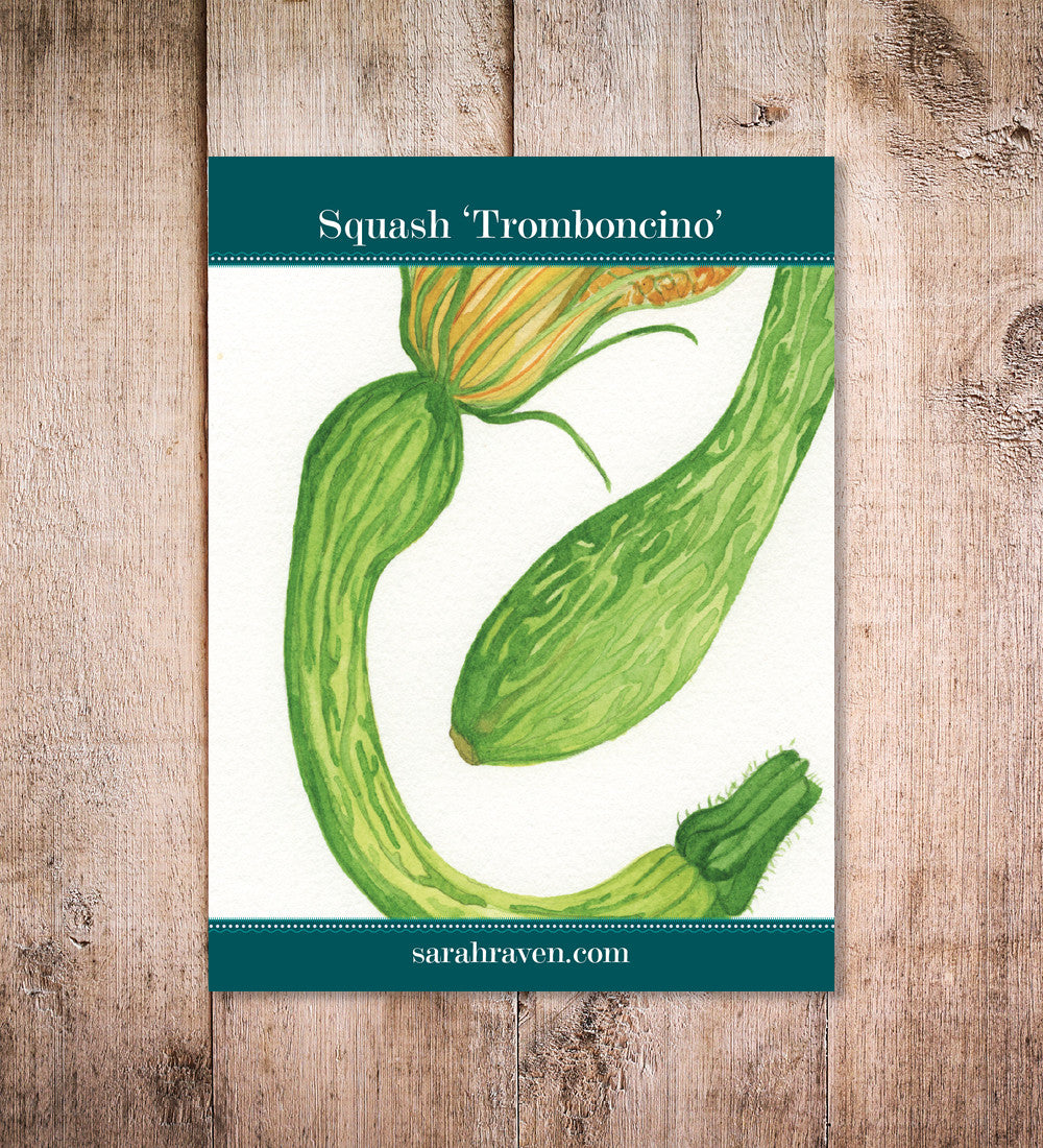 Squash 'Tromboncino'