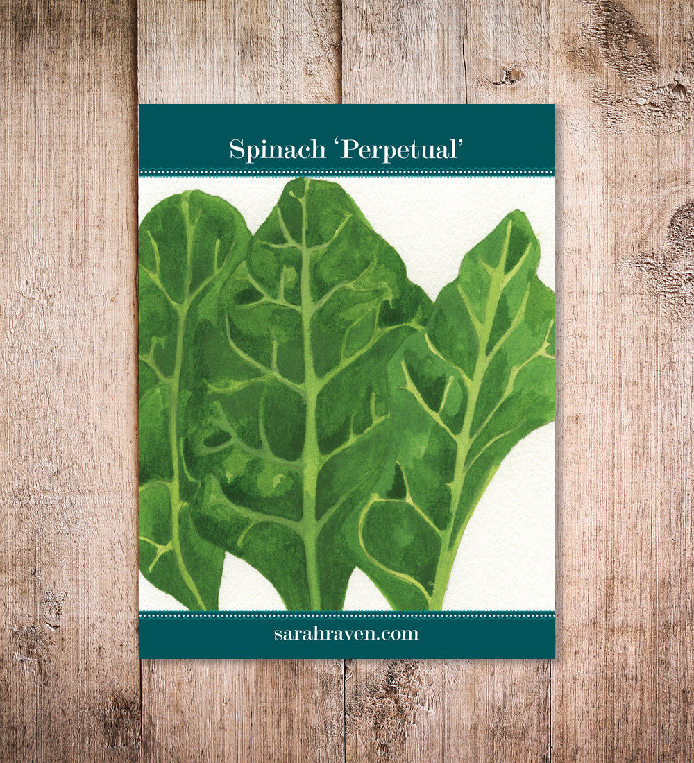 Spinach 'Perpetual'