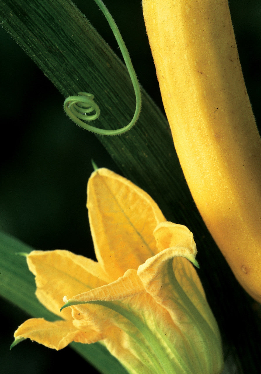 Courgette 'Soleil' F1