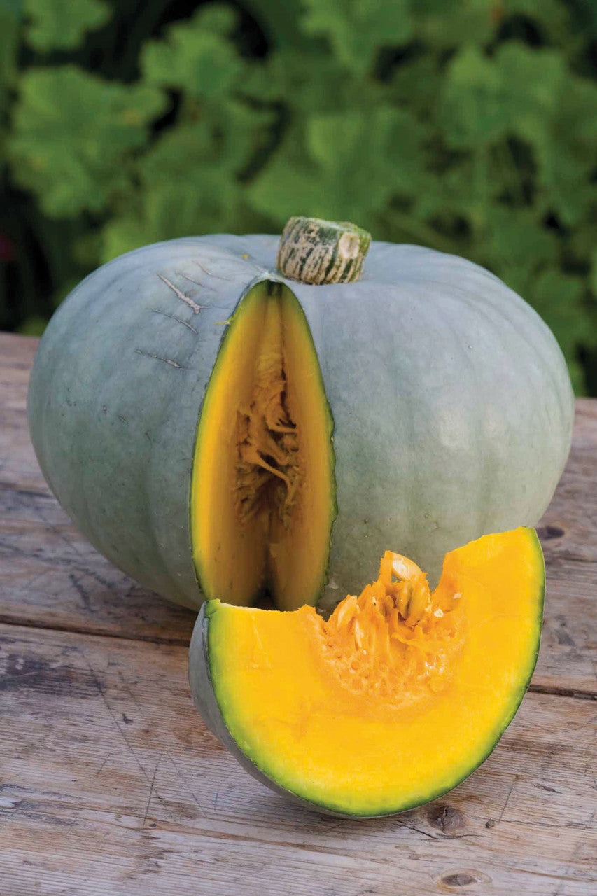 Squash 'Crown Prince' F1