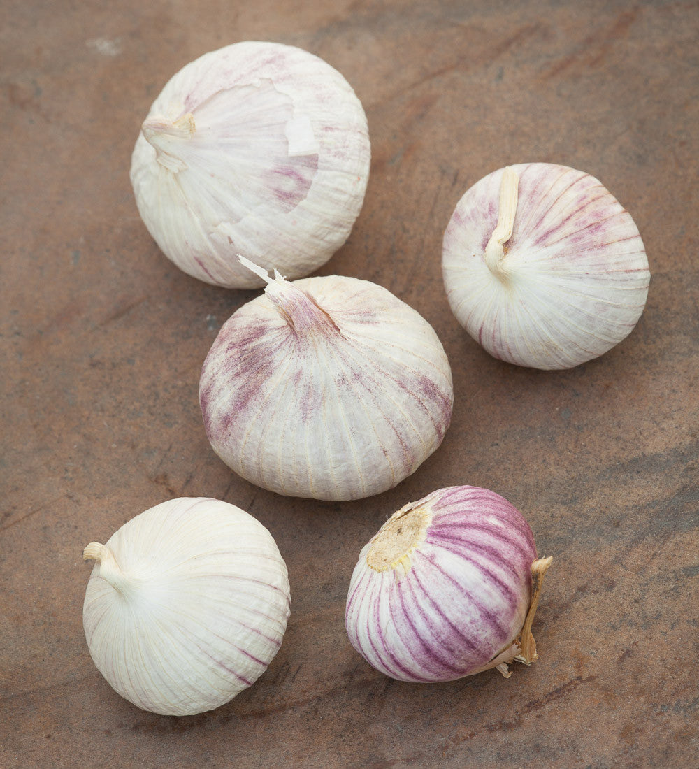 Garlic 'Early Purple Wight'