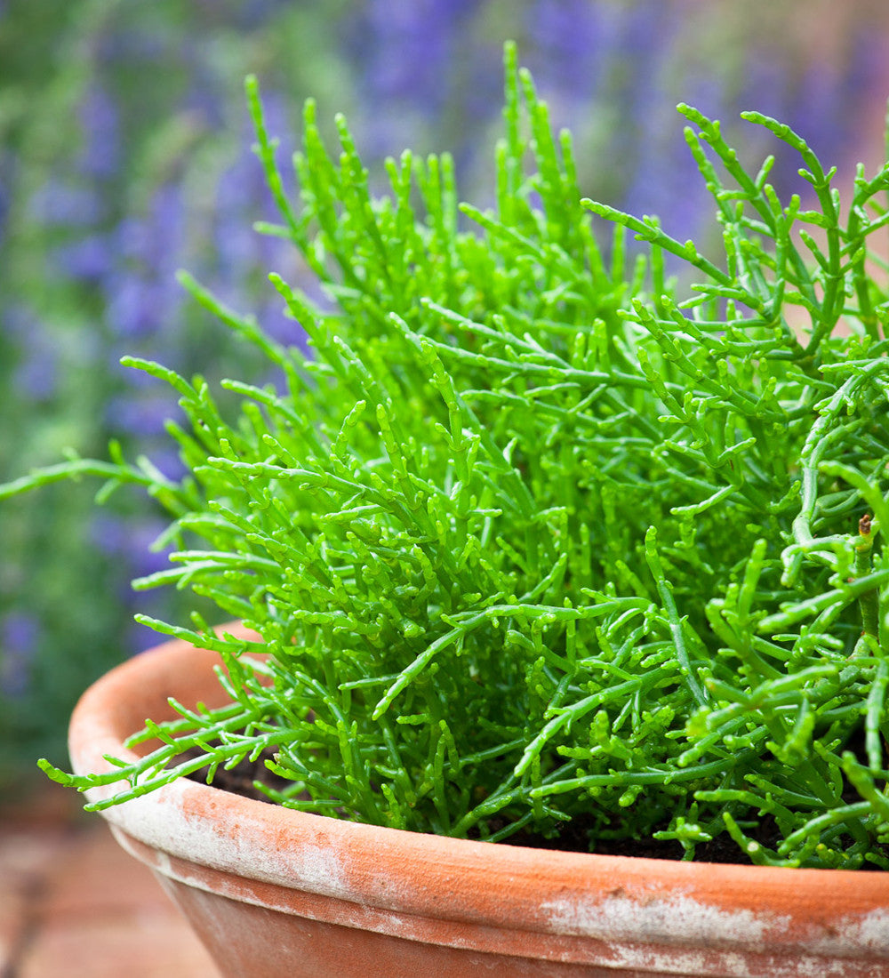 Samphire (Salicornia europaea)