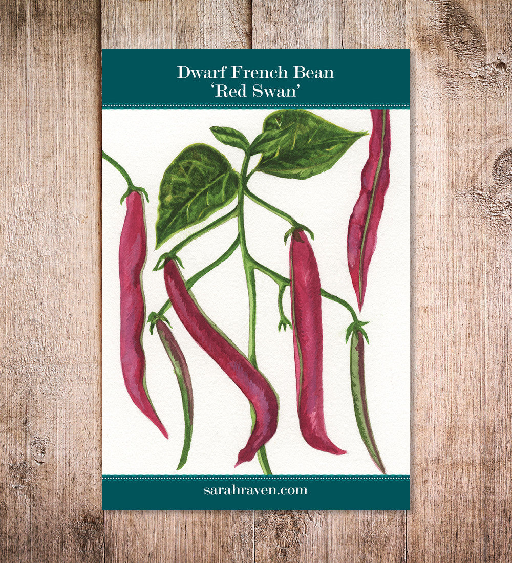 Dwarf French Bean 'Red Swan'