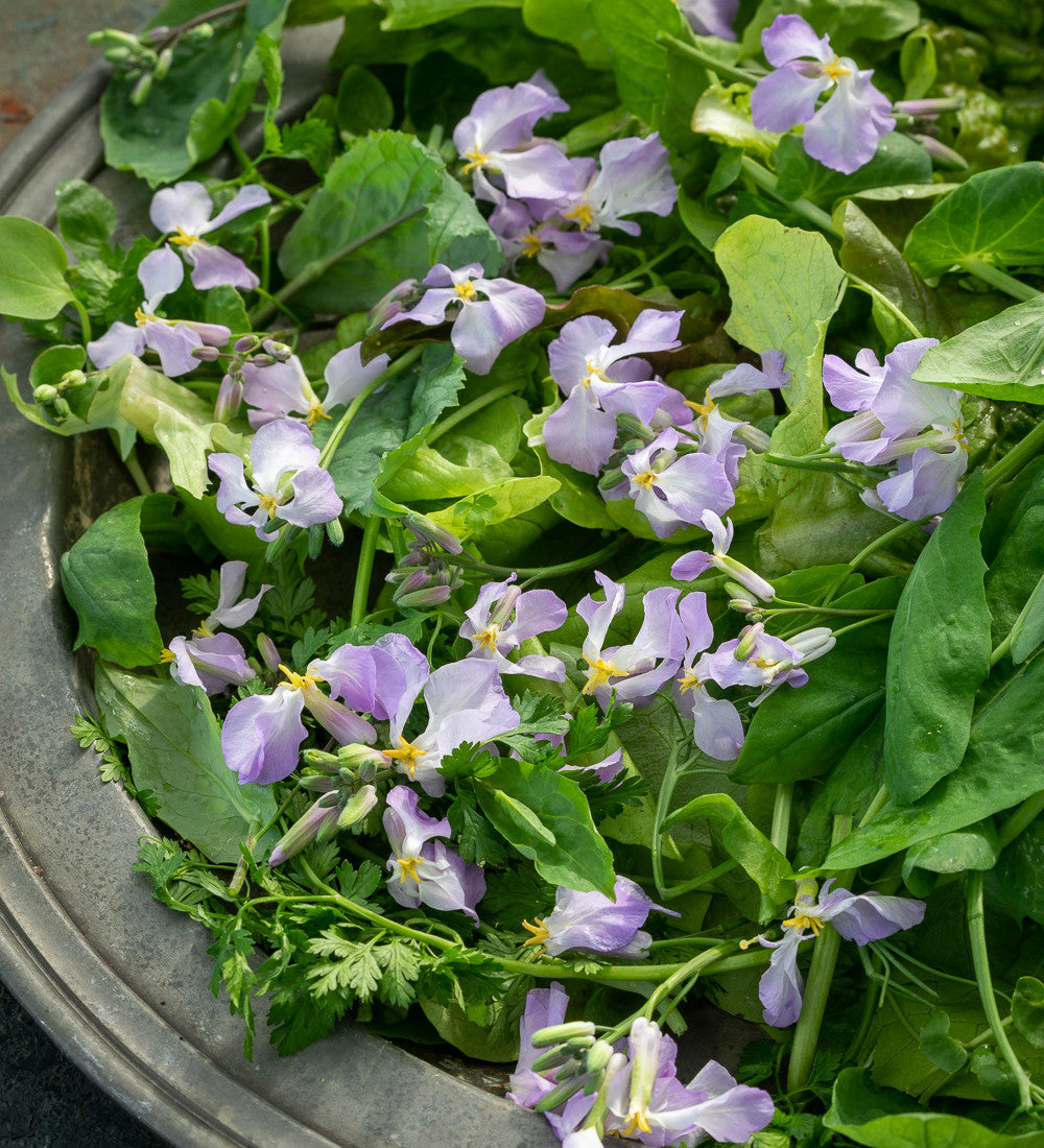 Orychophragmus violaceus (Chinese Violet Cress)