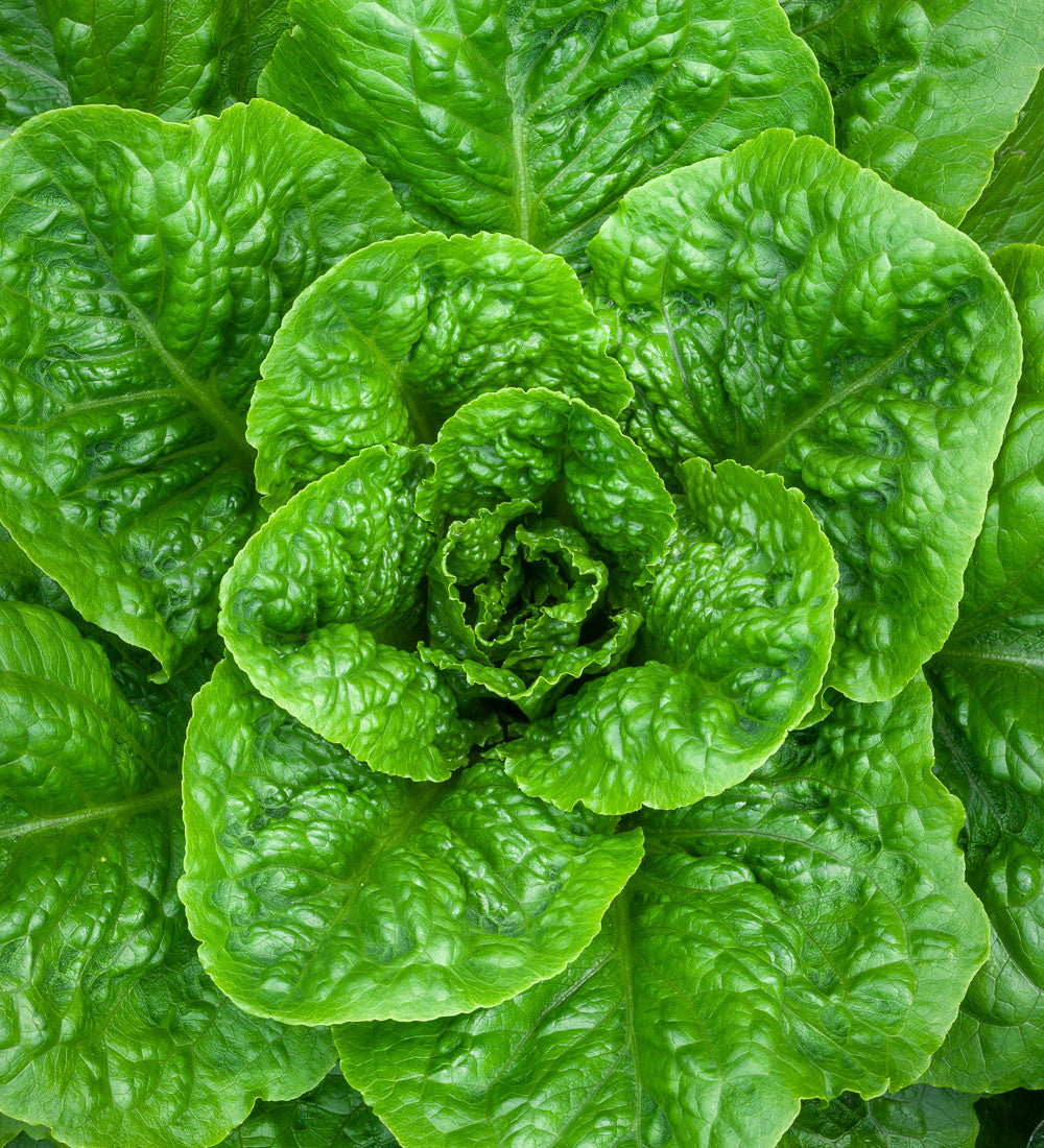 Buy Lettuce 'Parris Island Cos' | Cos Lettuce Seeds | Sarah Raven
