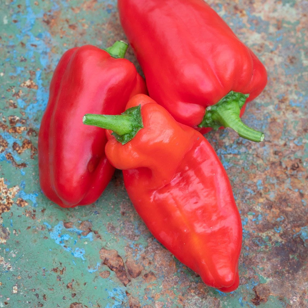 Sweet Pepper 'Friggitello' F1
