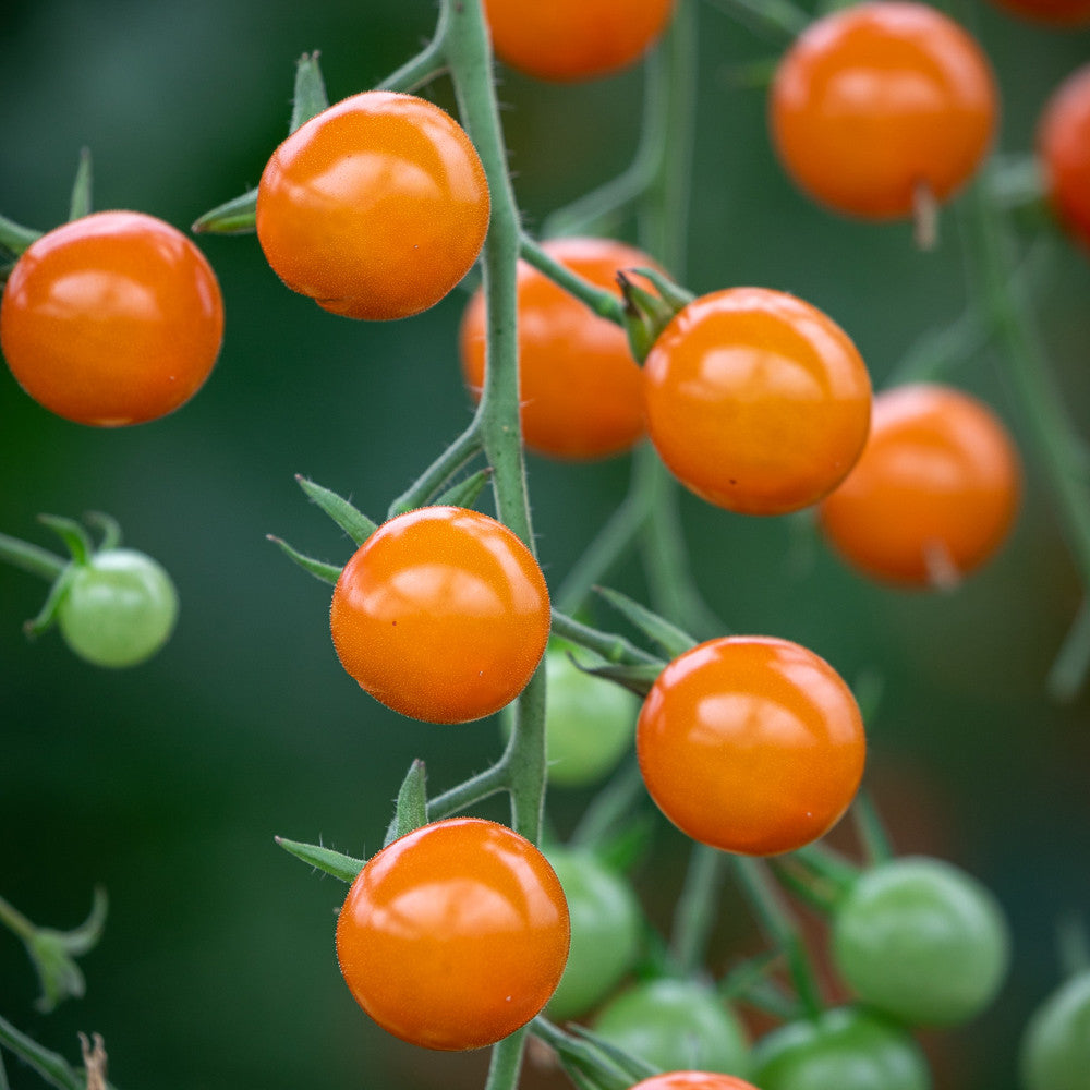 Tomato 'Honeycomb' F1