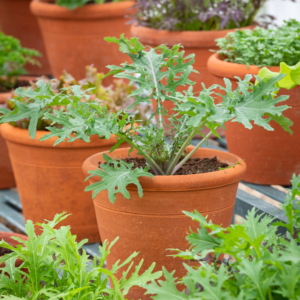 Kale 'Red Russian'