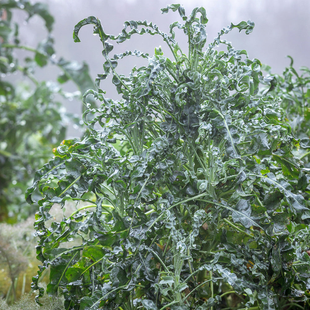 Kale 'Spigarello'