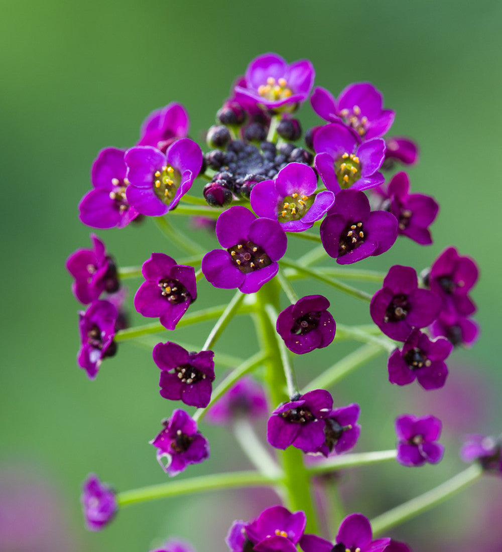 Alyssum 'Oriental Nights'