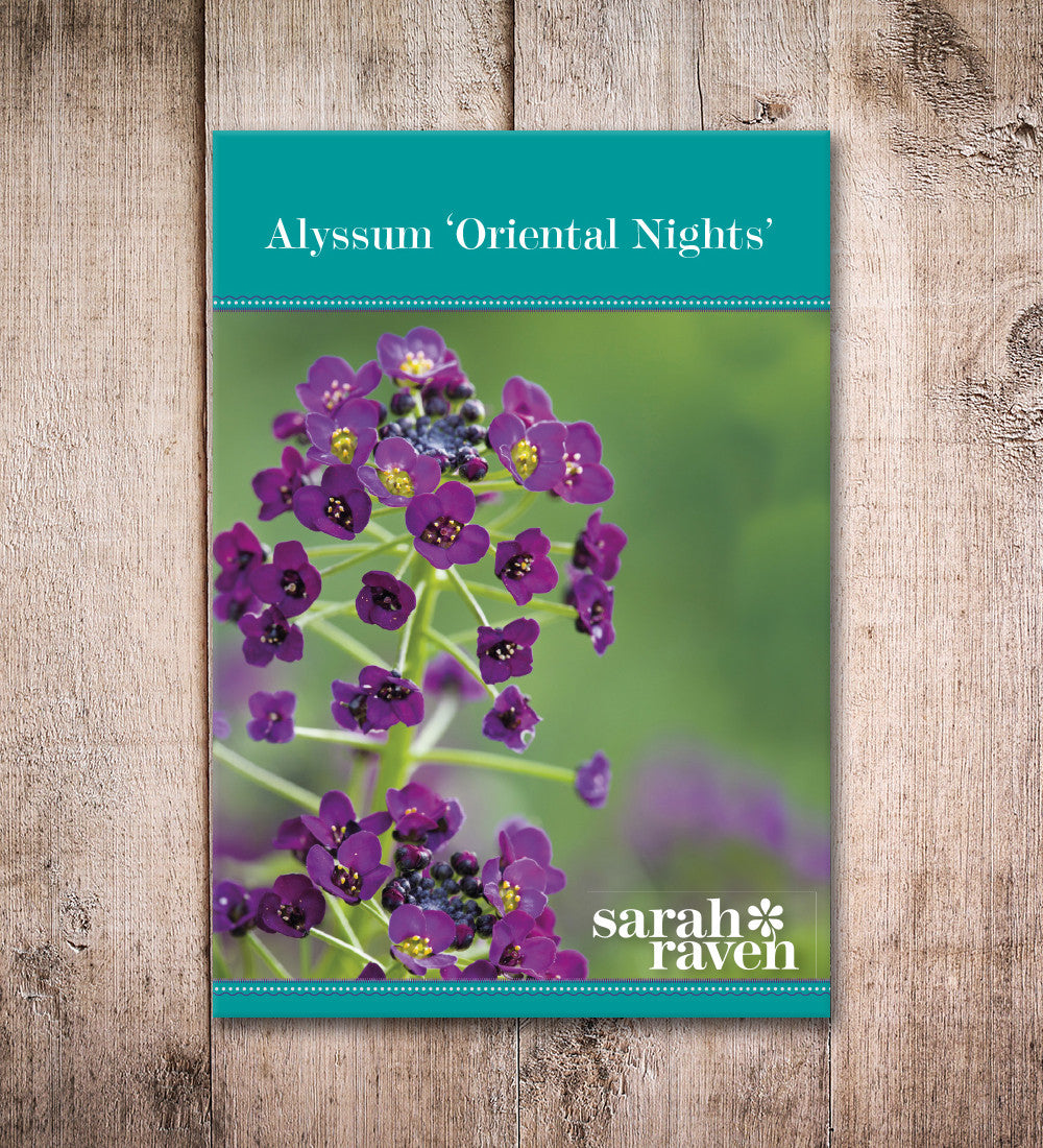 Alyssum 'Oriental Nights'