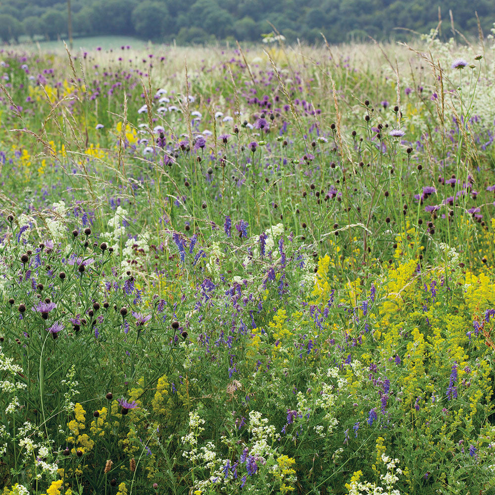 Sarah Raven Wild Flower Meadow Mix Seeds