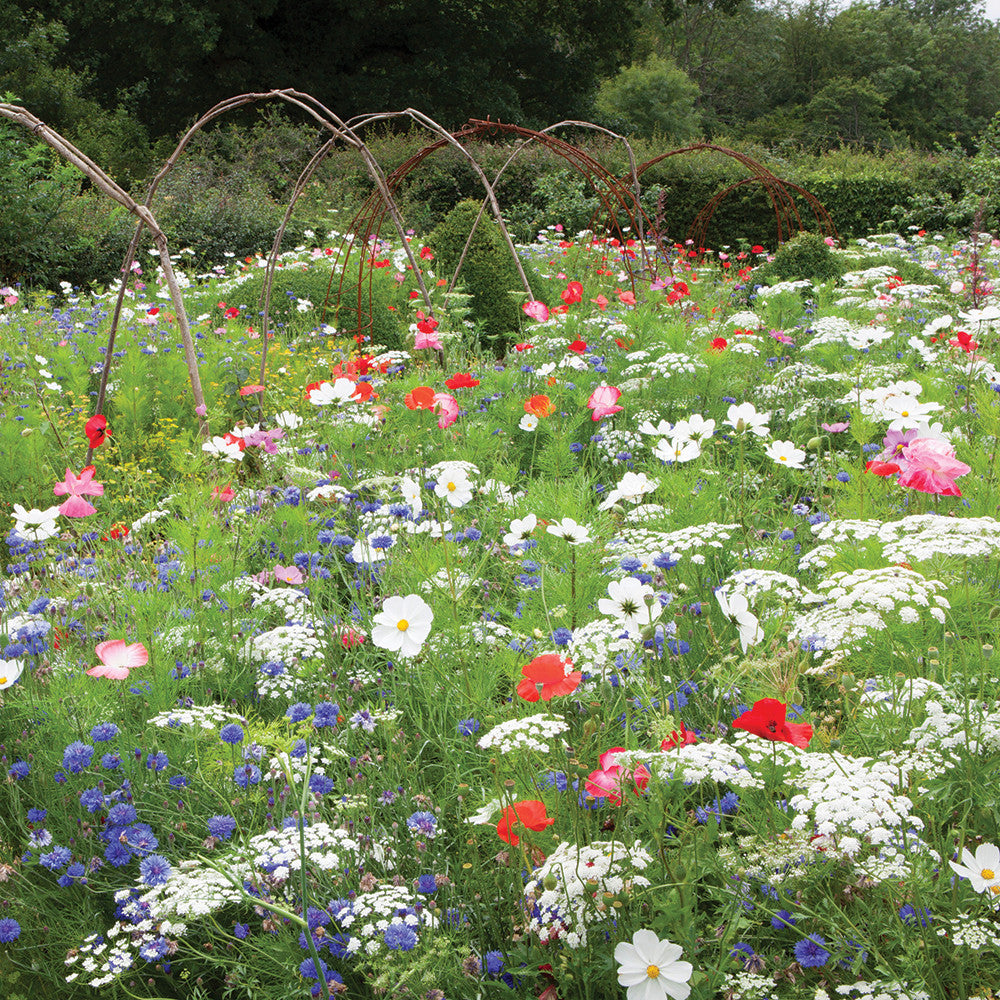 Sarah Raven Ultimate Flower Meadow Mix Seeds