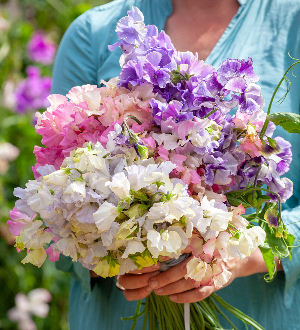 Aegean Summer Sweet Pea Collection