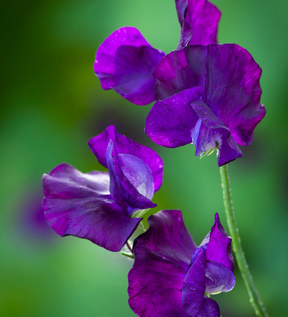 Aegean Summer Sweet Pea Collection