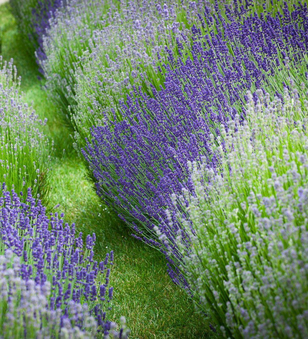 Line a Path Lavender Mix