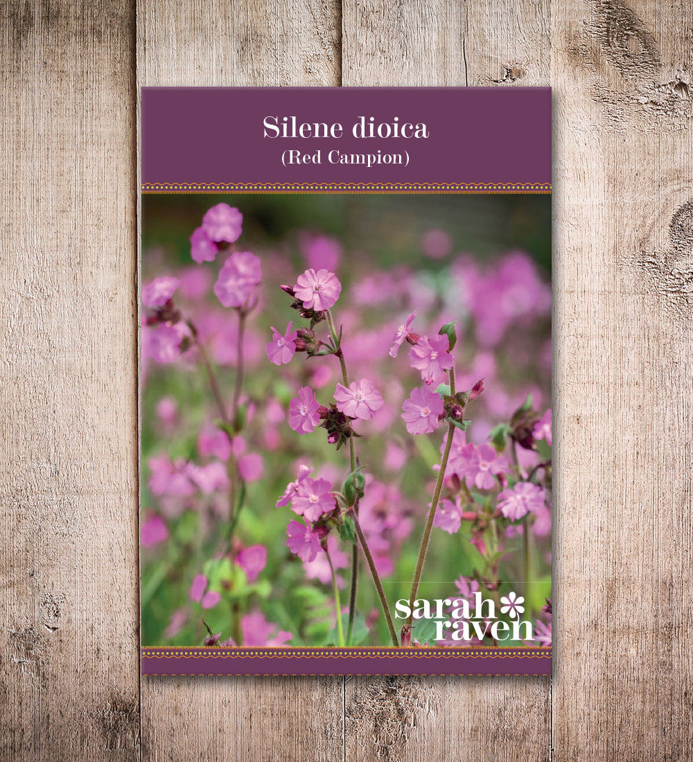 Silene dioica (Red Campion)