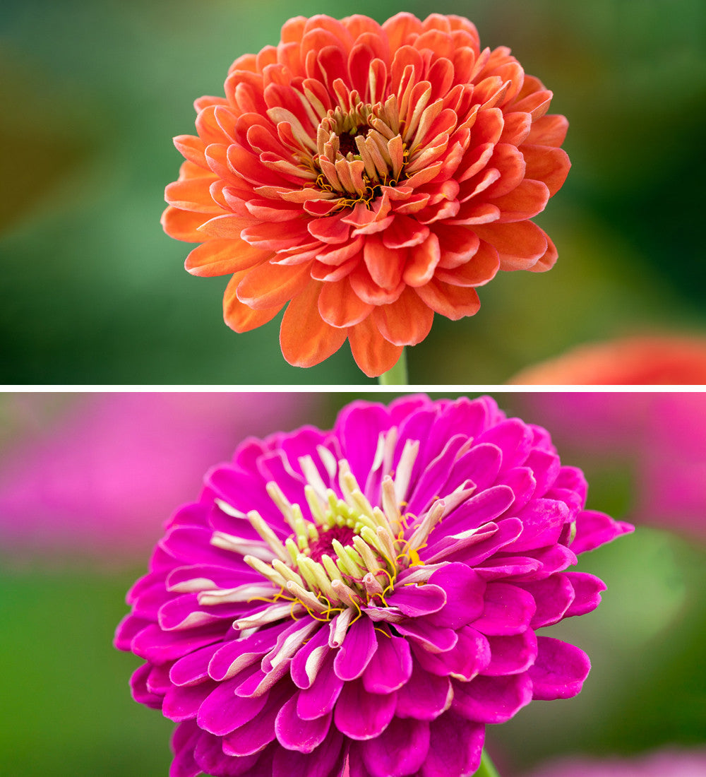 Hero Zinnia Mix