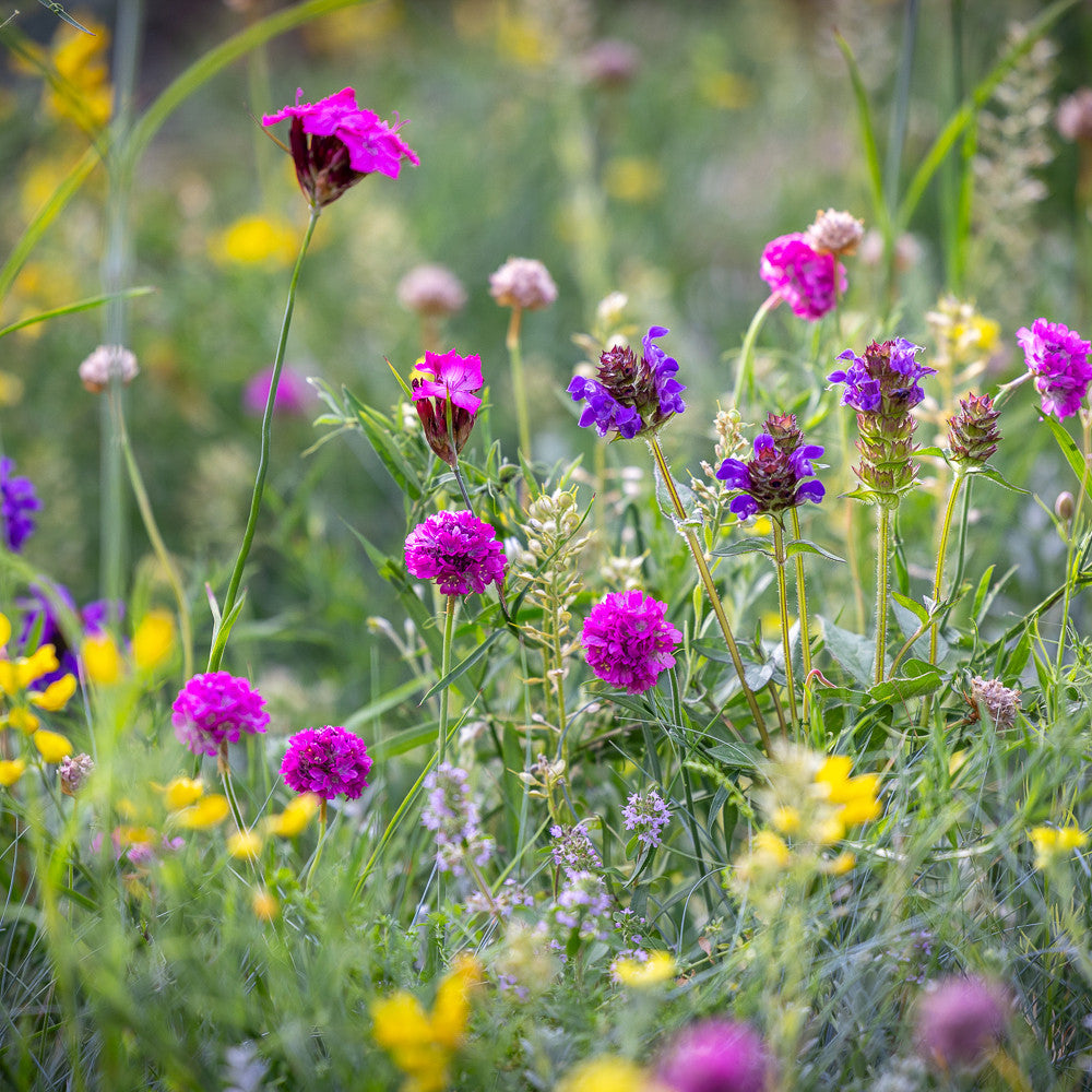 Flowery Ground Cover Meadow