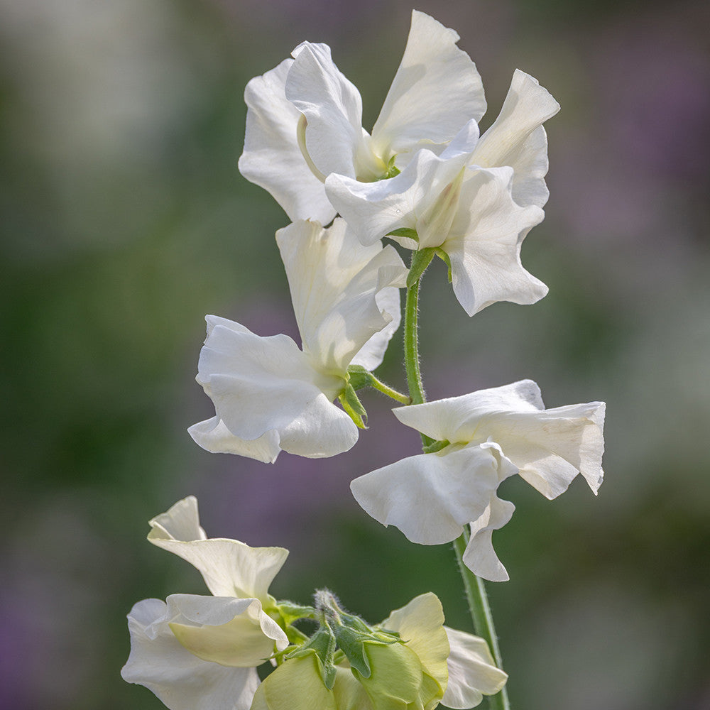 Sweet Pea 'Kippen Cream'