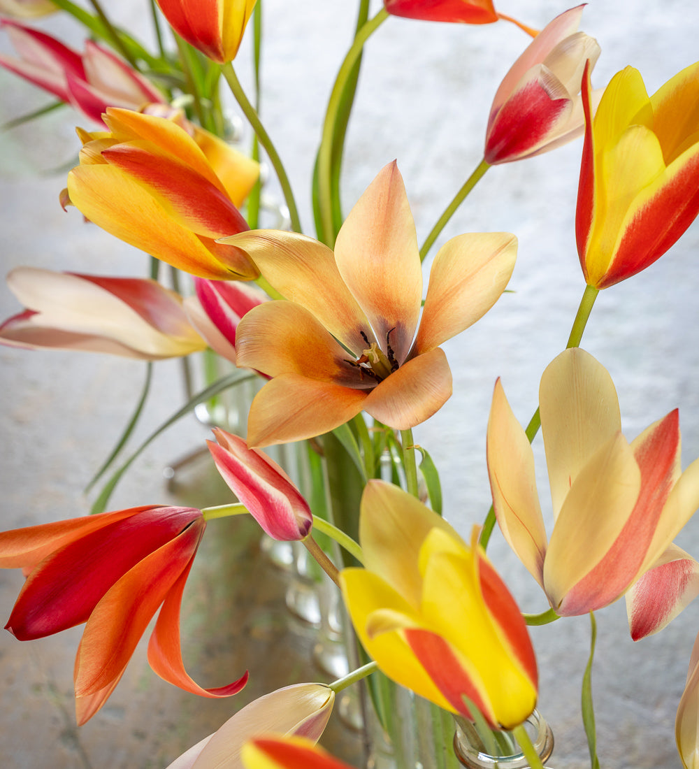 Simple Species Tulip Collection