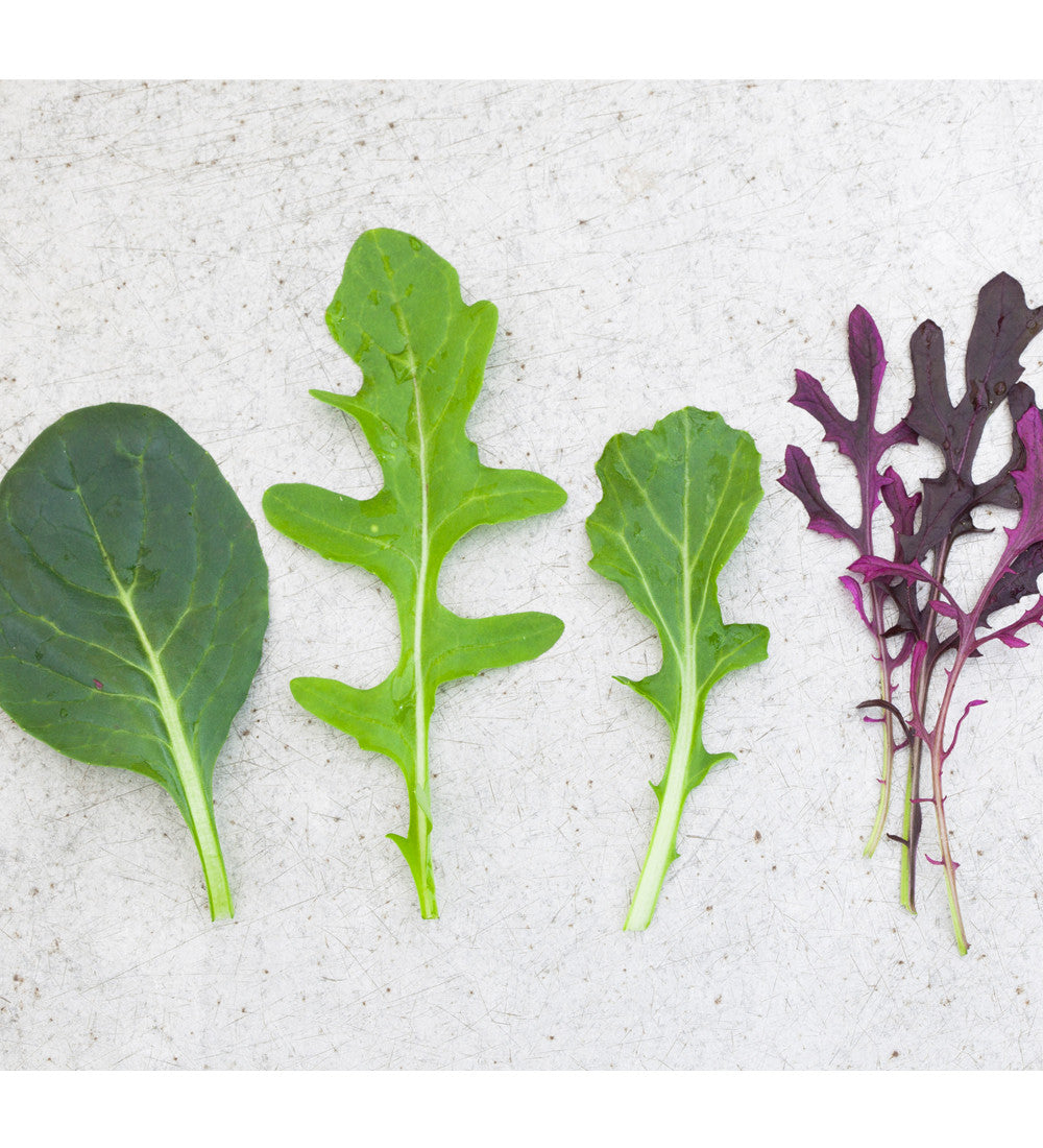All Year Salad Seed Gift Box Collection