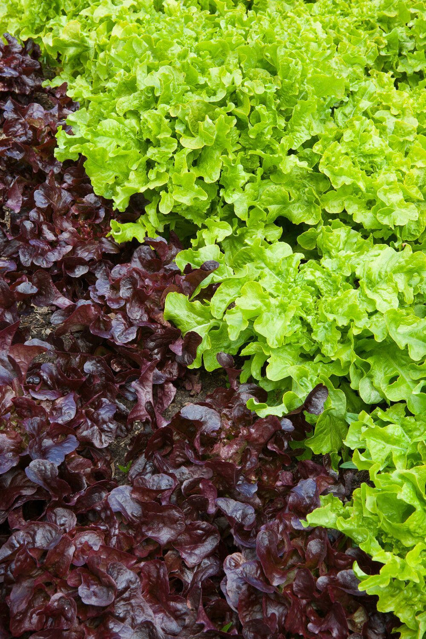 Lettuce Oak Leaf Collection