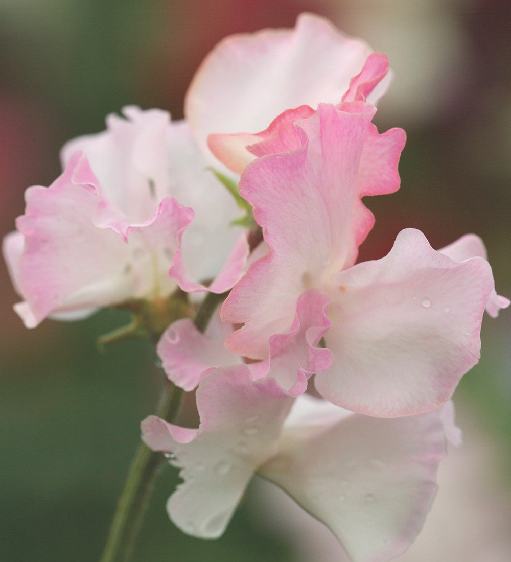 Buckets of Sweet Peas Collection