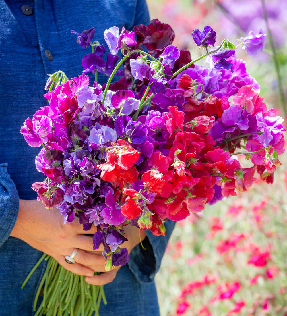 New Giants Sweet Pea Collection