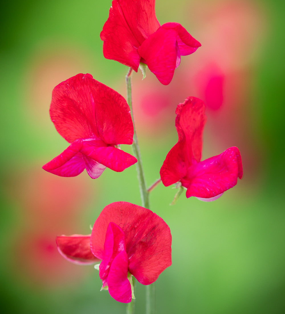 New Giants Sweet Pea Collection