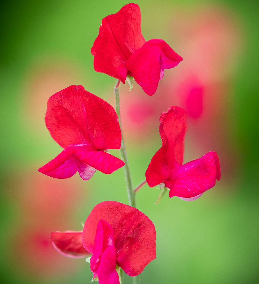 Avenue of Sweet Peas Collection