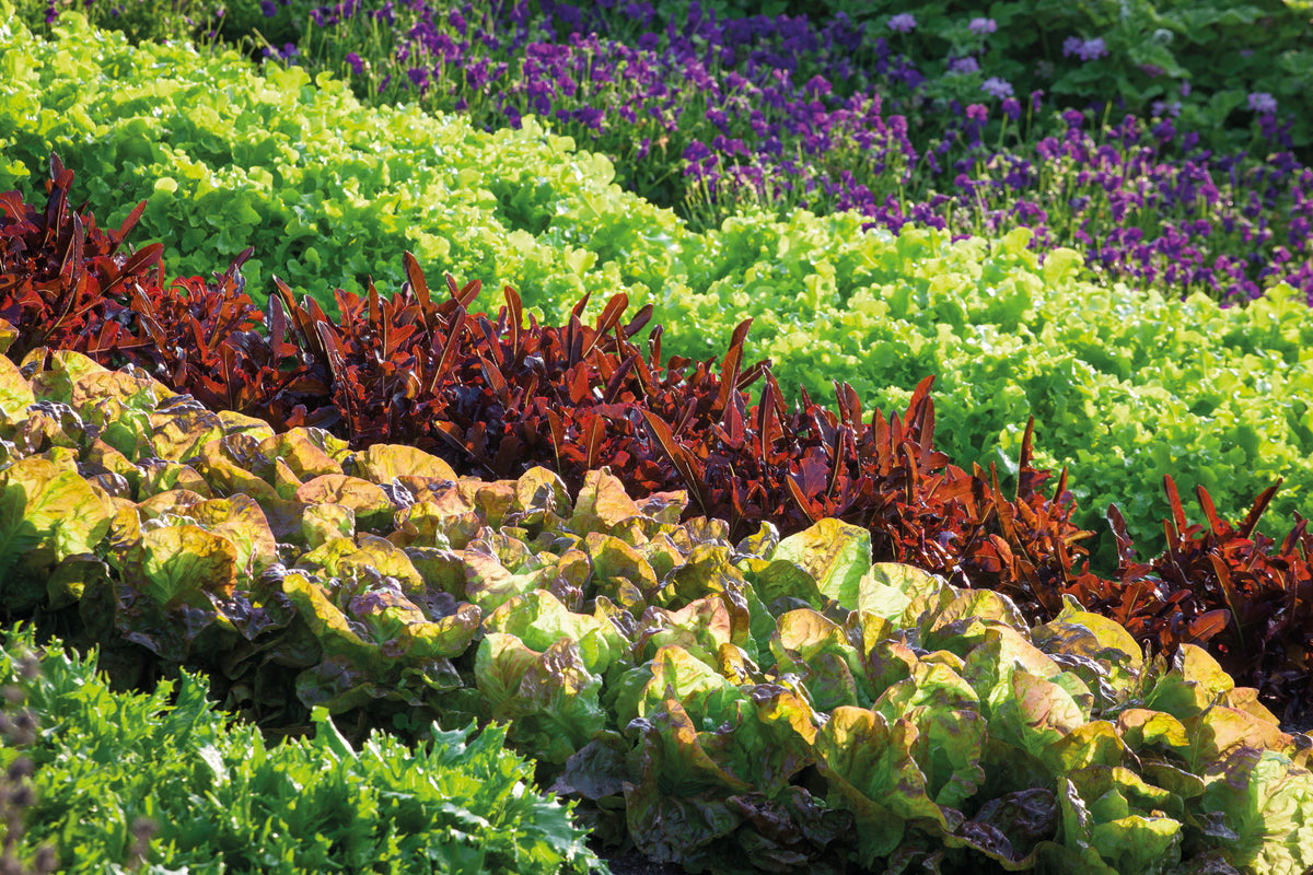 Year Round Veg with Sarah Raven at Ham Court, Bampton