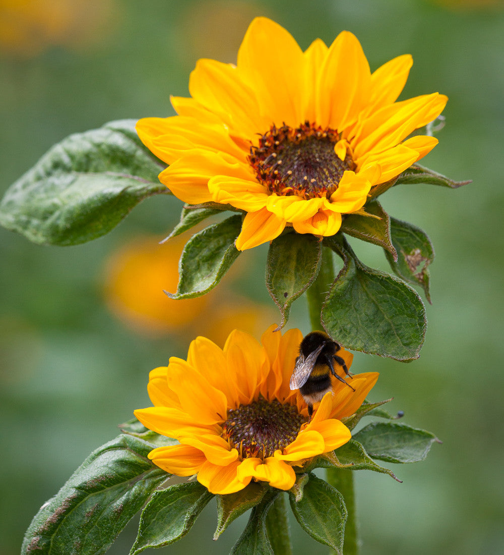 Helianthus annuus 'Sonja' (Sunflower)