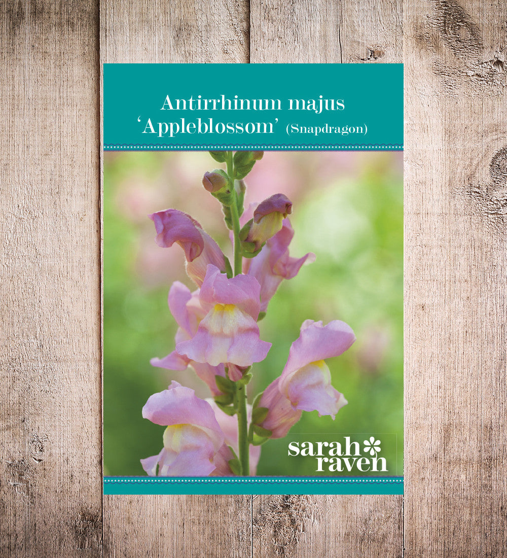 Antirrhinum majus 'Appleblossom'