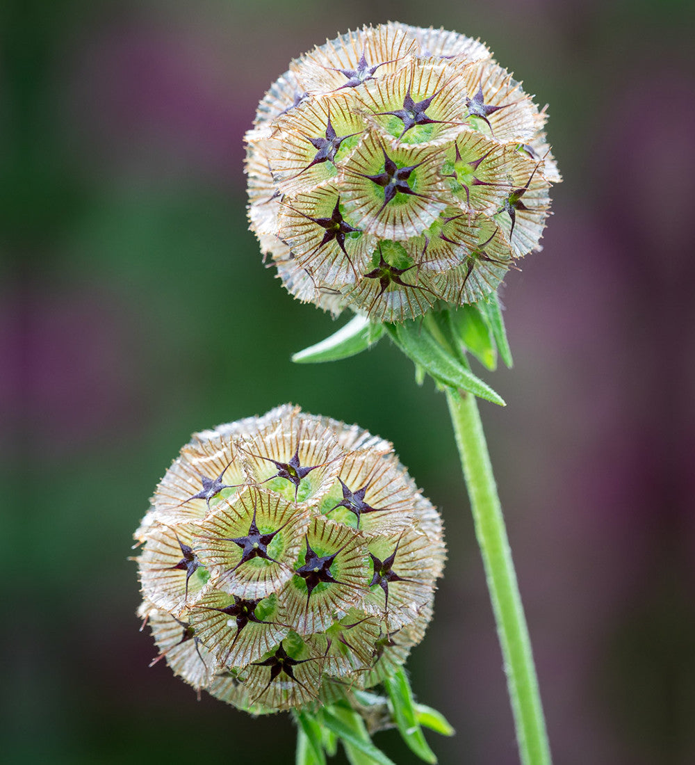 Scabiosa stellata 'Sternkugel'