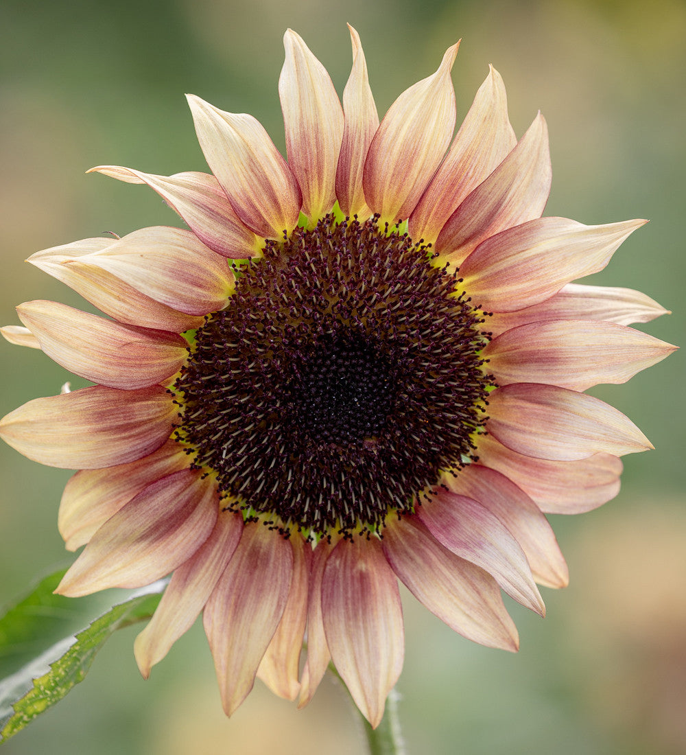 Helianthus annuus 'ProCut Plum' (Sunflower)