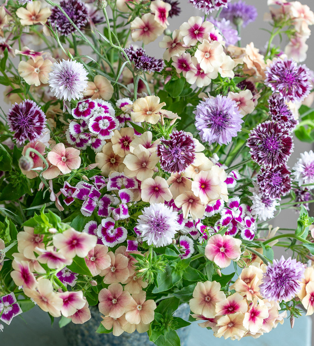 Centaurea cyanus 'Classic Magic'