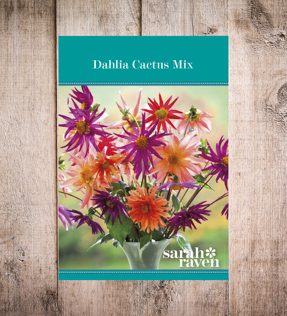 Dahlia Cactus Group Mix