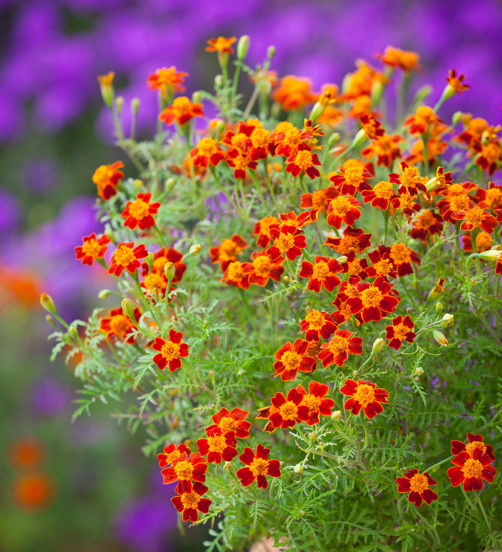 Tagetes tenuifoila 'Red Gem'